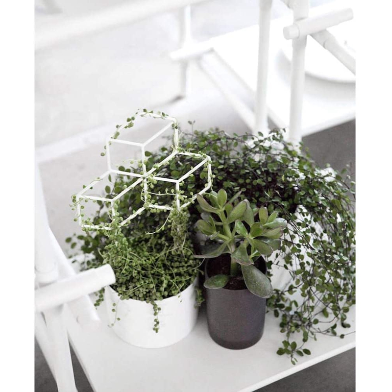 Jardín enrejado metálico, enrejado en forma de Planta Enrejado para